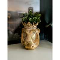 Read Punk & Poodle Reviews